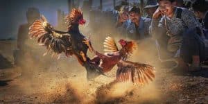 thumb đá gà cựa sắt kubet