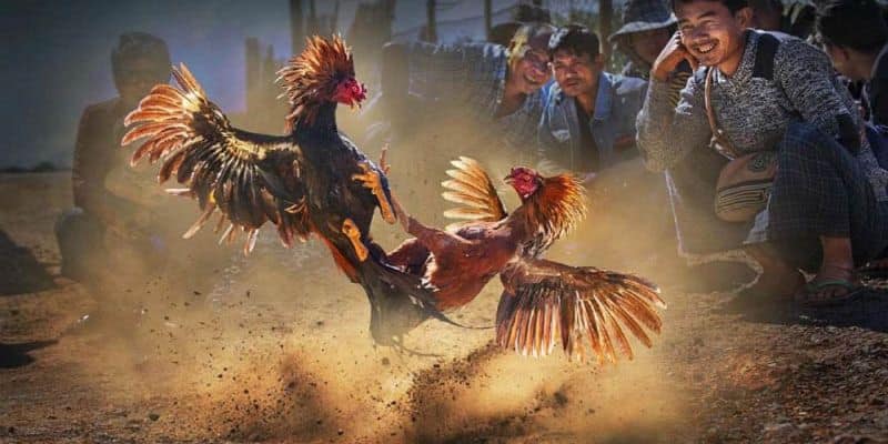 thumb đá gà cựa sắt kubet