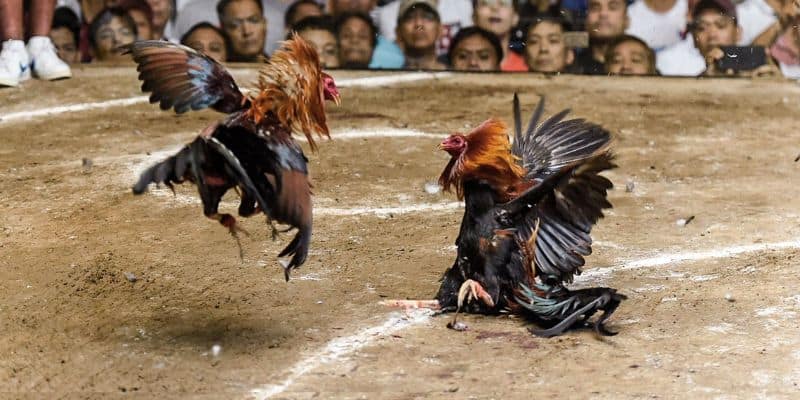 Thông tin cơ bản cần biết về đấu kê cựa sắt