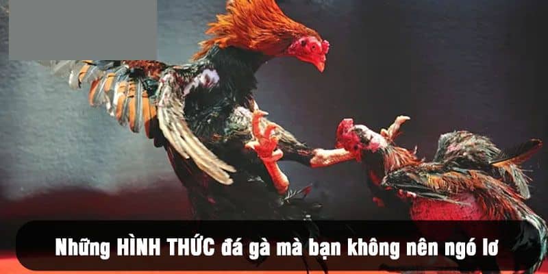 Khám phá những loại hình chọi kê đặc sắc hiện nay