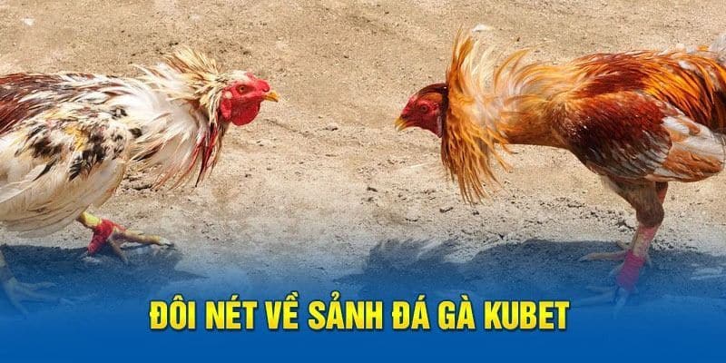 Khám phá sơ lược về sảnh đá gà của nhà cái Kubet