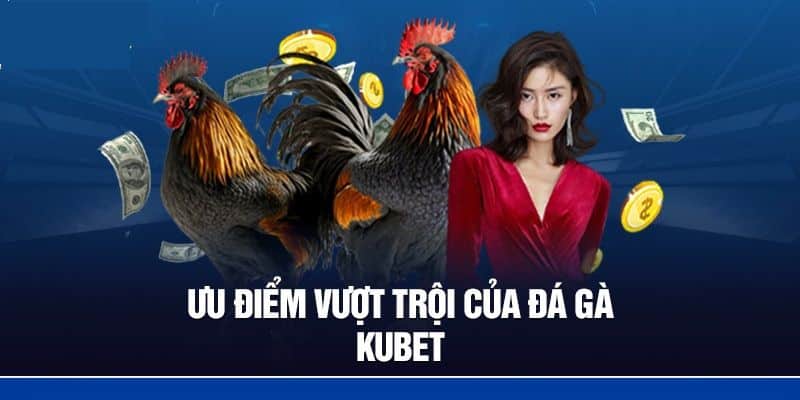 Những ưu điểm nổi bật chỉ có tại sảnh đá gà Kubet
